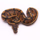 Africa import dinker ball python for sale