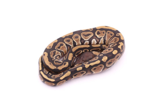 Africa import dinker ball python for sale