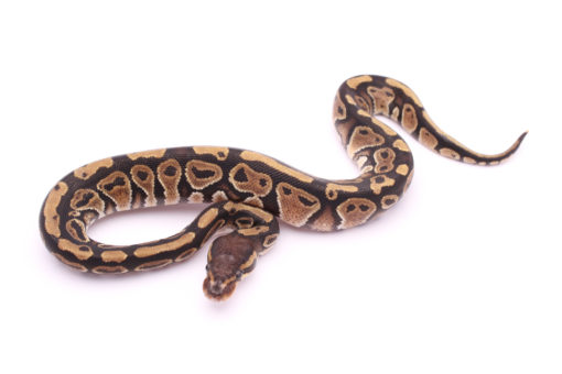 Africa import dinker ball python for sale