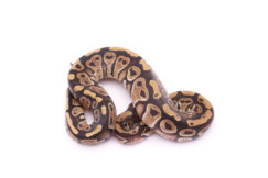 Africa import dinker ball python for sale