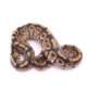 Africa import dinker ball python for sale