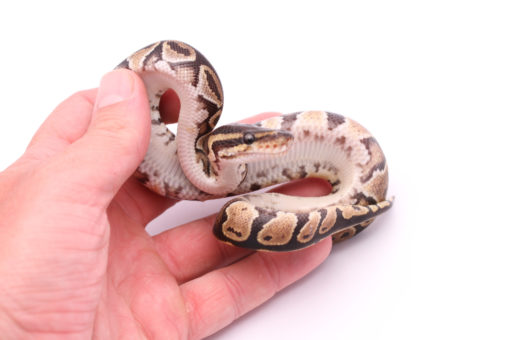 Africa import dinker ball python for sale