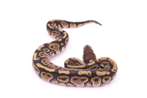 Africa import dinker ball python for sale