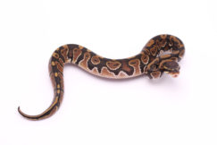 Africa import dinker ball python for sale