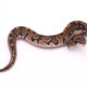 Africa import dinker ball python for sale