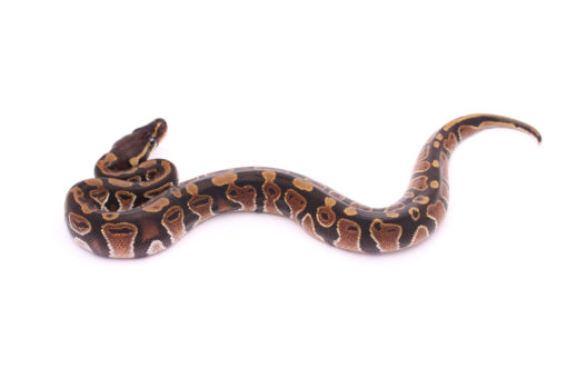 Africa import dinker ball python for sale
