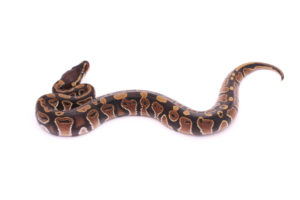 Africa import dinker ball python for sale