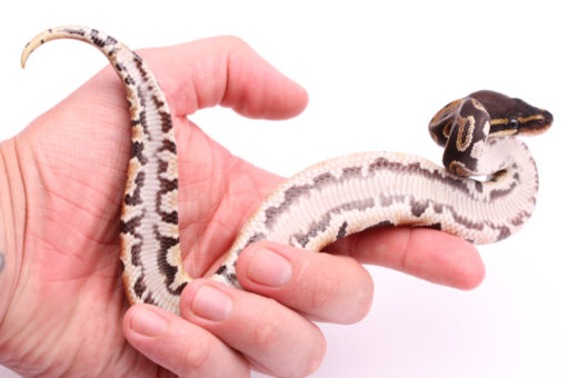 Africa import dinker ball python for sale