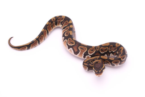 Africa import dinker ball python for sale