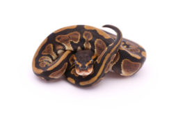 Africa import dinker ball python for sale