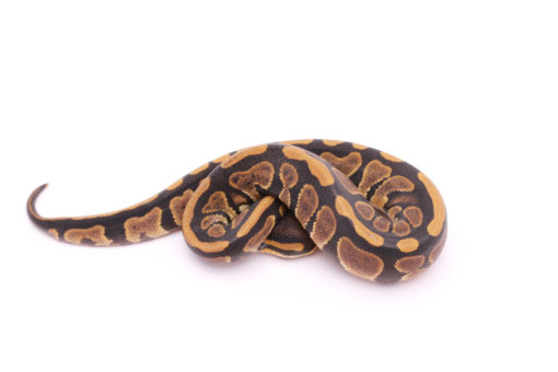 Africa import dinker ball python for sale