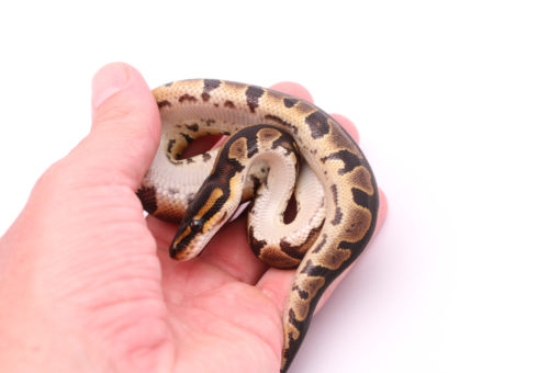 Africa import dinker ball python for sale