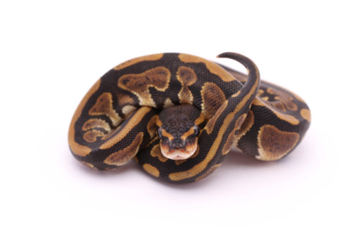 Africa import dinker ball python for sale