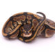 Africa import dinker ball python for sale