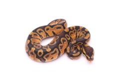Africa import dinker ball python for sale