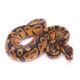 Africa import dinker ball python for sale