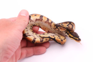 Africa import dinker ball python for sale