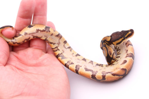 Africa import dinker ball python for sale