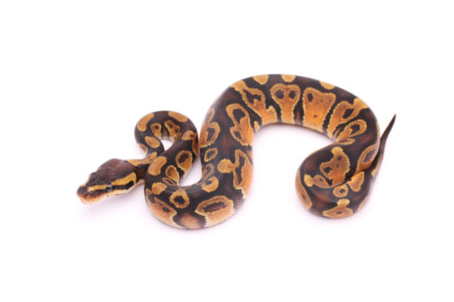 Africa import dinker ball python for sale