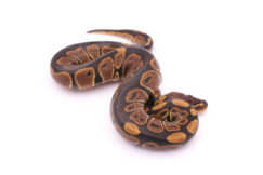 Africa import dinker ball python for sale