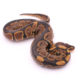 Africa import dinker ball python for sale