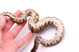 Africa import dinker ball python for sale