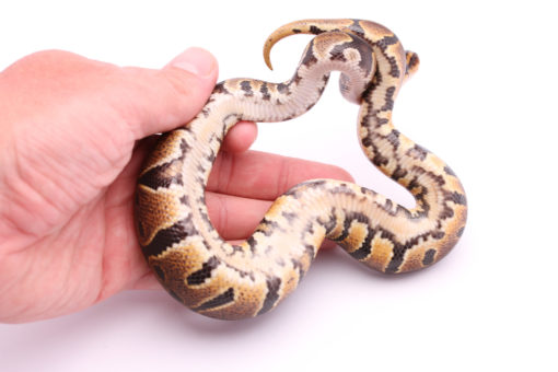 Africa import dinker ball python for sale