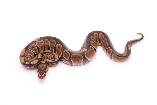 Africa import dinker ball python for sale