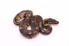 Africa import dinker ball python for sale