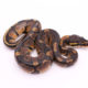 Africa import dinker ball python for sale