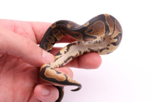 Africa import dinker ball python for sale