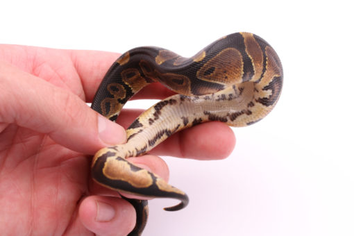 Africa import dinker ball python for sale