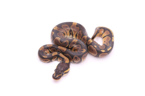 Africa import dinker ball python for sale