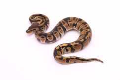 Africa import dinker ball python for sale