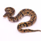 Africa import dinker ball python for sale