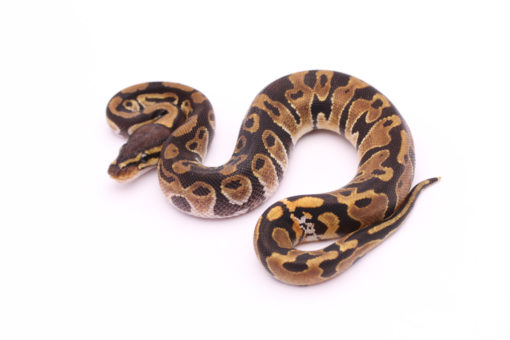 Africa import dinker ball python for sale