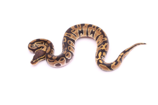 Africa import dinker ball python for sale
