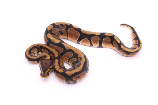 Africa import dinker ball python for sale