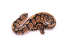 Africa import dinker ball python for sale