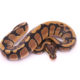 Africa import dinker ball python for sale