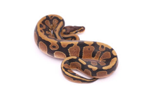 Africa import dinker ball python for sale