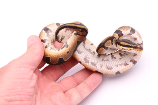 Africa import dinker ball python for sale