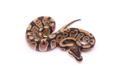 Africa import dinker ball python for sale