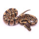 Africa import dinker ball python for sale