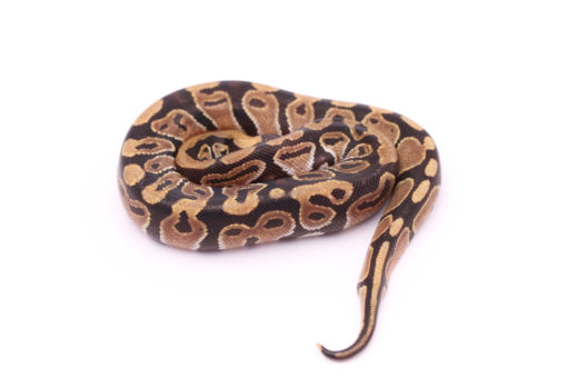 Africa import dinker ball python for sale