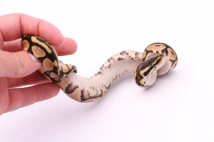 Africa import dinker ball python for sale