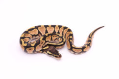 Africa import dinker ball python for sale