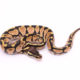 Africa import dinker ball python for sale