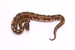 Africa import dinker ball python for sale