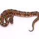 Africa import dinker ball python for sale
